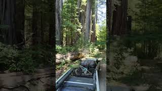 Picnic in the Redwoods | Easy Camp Cooking with PinDrop Picnic in the Redwoods | Easy Camp Cooking with PinDrop