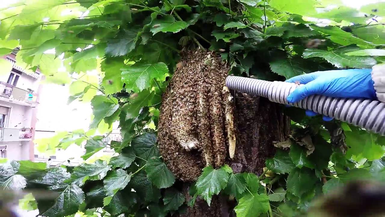 Recupero sciame d'api con vigili del fuoco | Bee swarm catch firefighters 1080p GoPro Hero 4 Silver