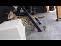 F1 Savannah cats playing outside.. one is grumpy and the other wants to play!