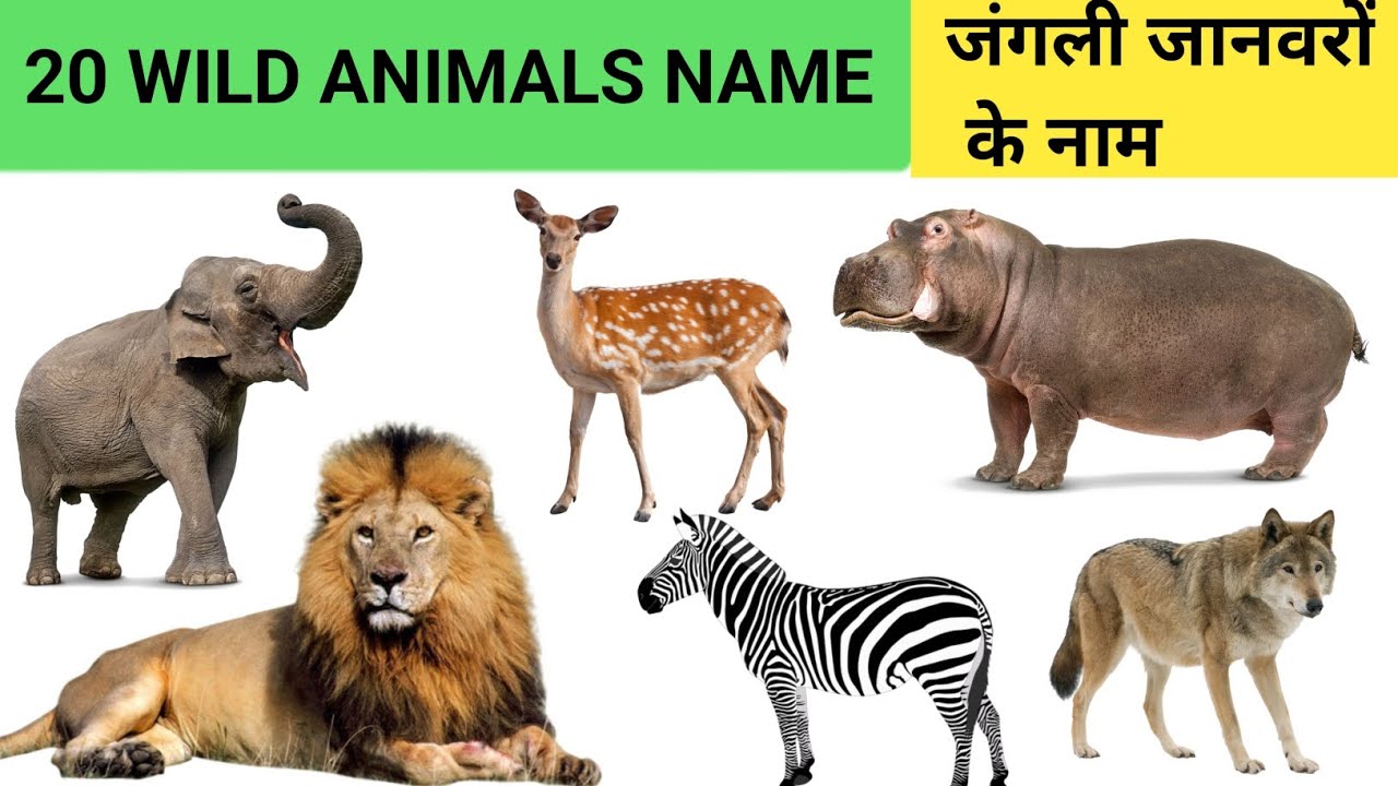 animals, wild animals, 20 wild animals name in english and hindi, kids ...