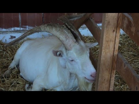 Video: 3 moduri de creștere a caprelor