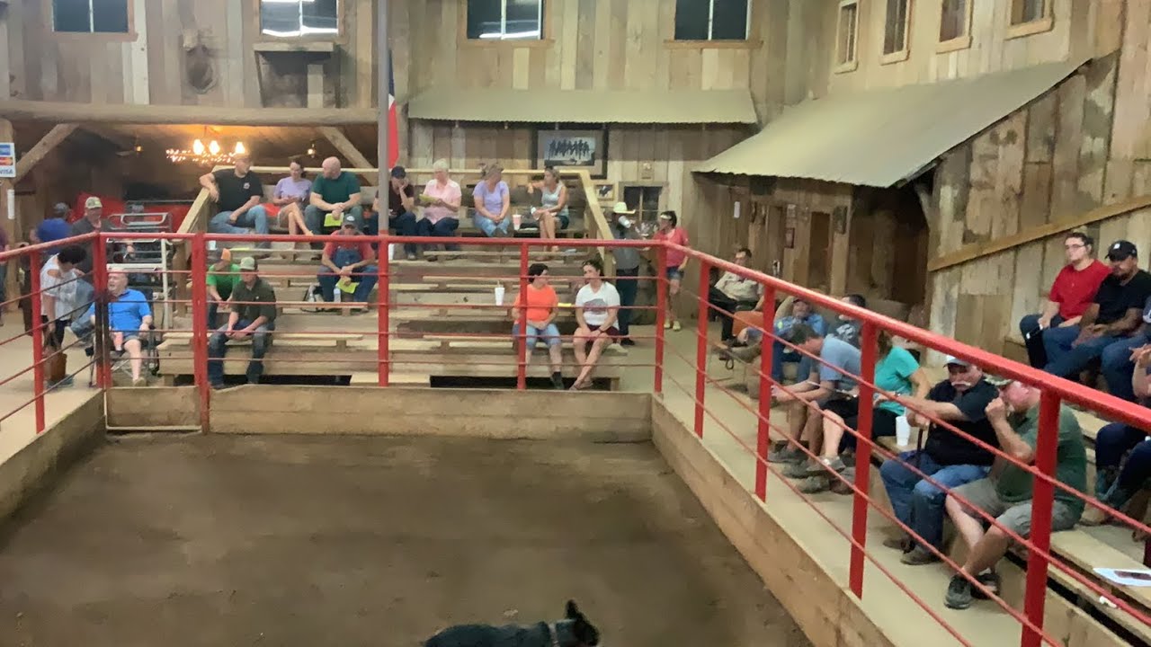 Sale Races Live LIVE HORSE SALE - YouTube