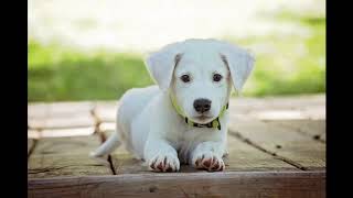 🎈🎈🎈Amor y Alegria de Animales !  Love for  Animals,dogs,Perros (No Copyrights music)😛😛😛 screenshot 2