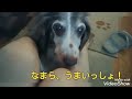 ボール遊びも好きだけど、ママの足が大好き過ぎるワンコ。