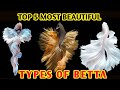 5 Most Beautiful Types Of Betta Fish