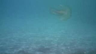 Jellyfish At Son Xoriguer, Menorca, 2010