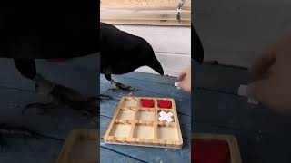 tic tac crow