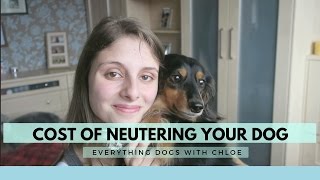 COST OF NEUTERING A DOG