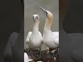 Gannets&#39; beautiful courtship rituals   #discoverwildlife #gannet #seabirds #bird