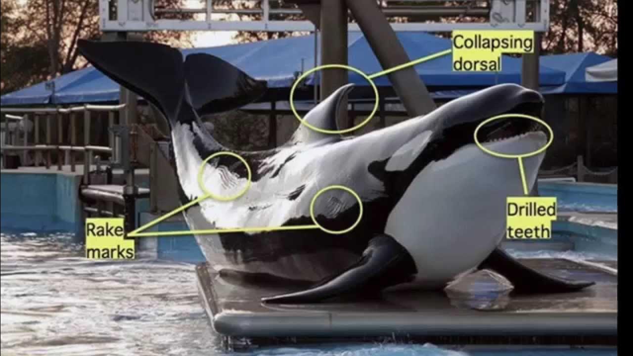 The Shocking Truth Behind Seaworld YouTube