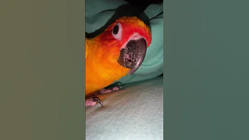 Cute Julie Sun Conure So Cute Birds Julie Sunconure Parrot Cute Creaturelives Pets 