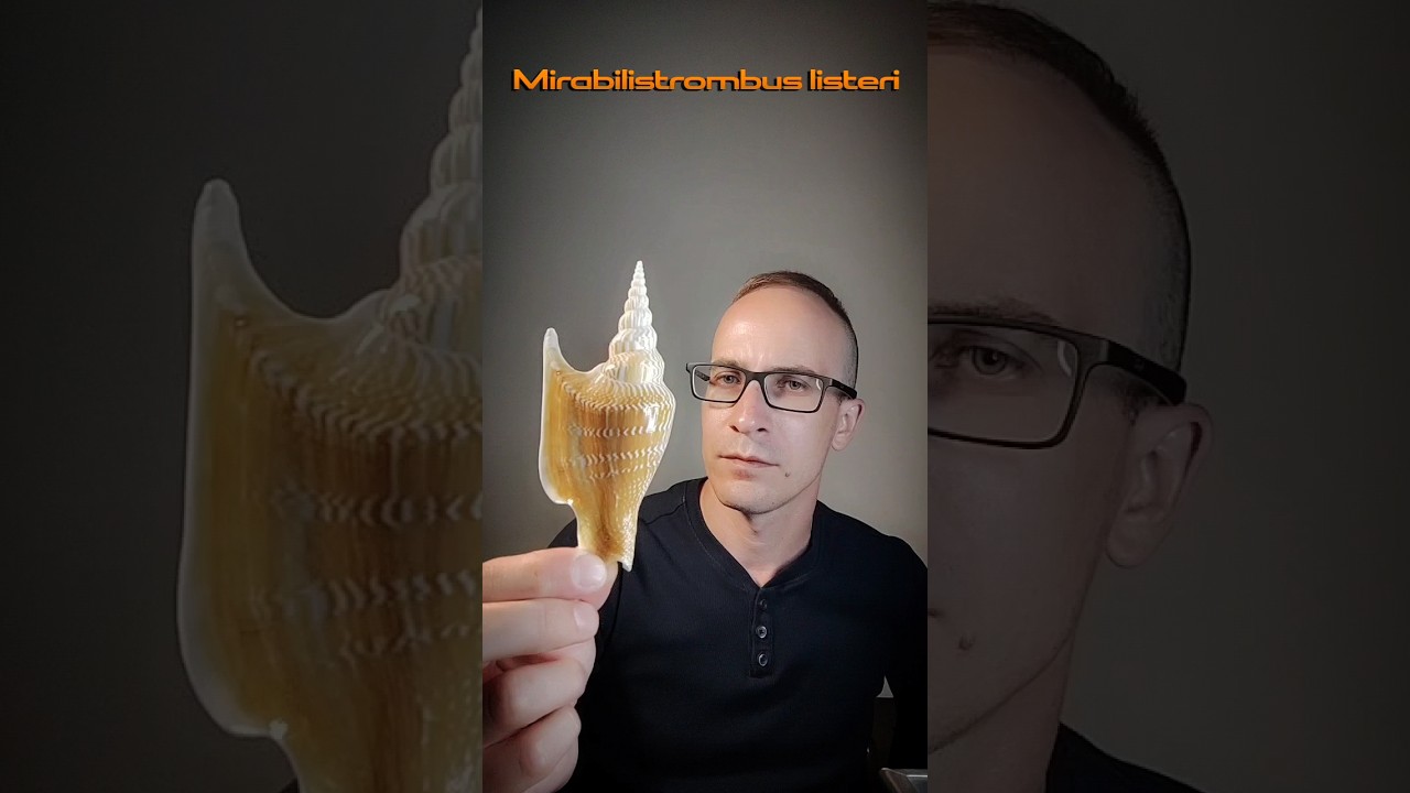 Mirabilistrombus listeri - Стромбус листера - самая редкая морская раковина с XVII по XX век