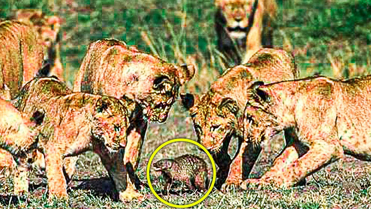 When Four Lions Tried To Prey Upon A Mongoose, The Creature’s Response Left Photographers Awestruck