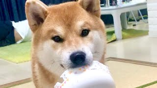 柴犬 どうやら うちの柴犬は デブ柴 になりたいらしい Apparently My Shiba Inu Wants To Be A Fat Shiba Youtube
