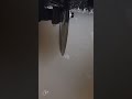 olha só como ficou essa ágata cortada.  #shorts