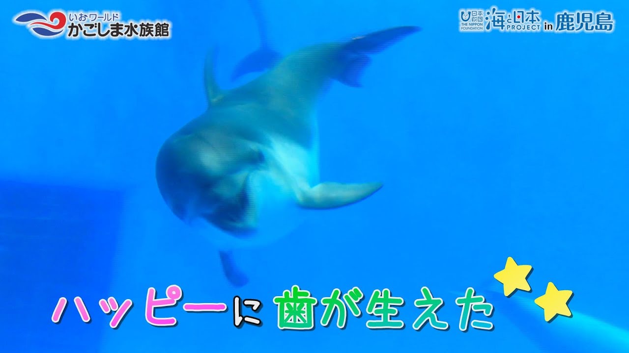 おうちで水族館】『ハッピーの成長記録 歯がはえた！』いおワールド