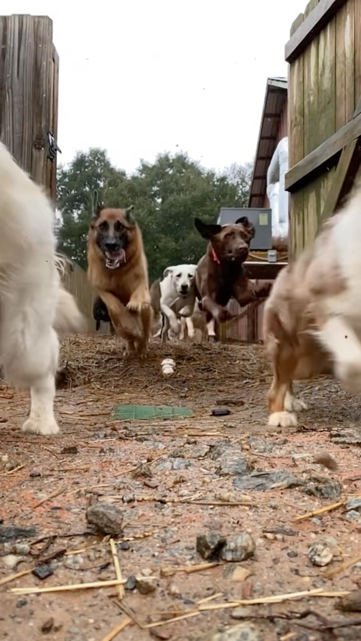 #JasonDeruloTV // Dogs ?? #GotPermissionToPost From TT @sawneedogs #SlowLow