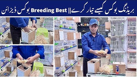 Best Nesting method and Box Design for Excellent Breeding|| How to Make Breeding Box for Gouldian