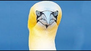 Full The Sad Story of Nigel, The Worlds Loneliest Bird Update