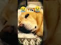 😢💔❤️‍🩹🙍🏻LEO 💔💔😢 legendary dog 💪🏻🥹🥺🥀