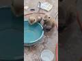 Monkey video।। bandar short #trandingshorts #funny #cartton #ytshorts#animals