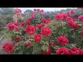 ぼたんの花キレイだった
