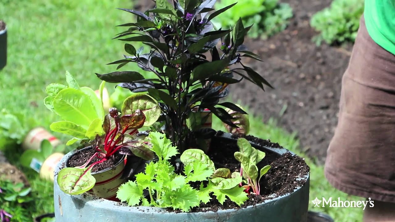 Mahoney S Garden Centers How To Plant Cold Crops In Containers