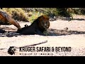 Huge male lion moving south two massive territory taking male lions kruger national park