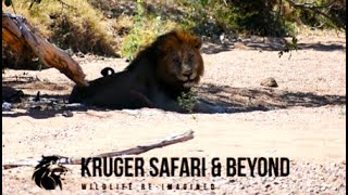 HUGE Male Lion, Moving South! Two MASSIVE Territory Taking Male Lions! Kruger National Park!