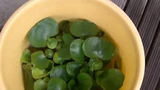 驚異の繁殖力！緑の悪魔！