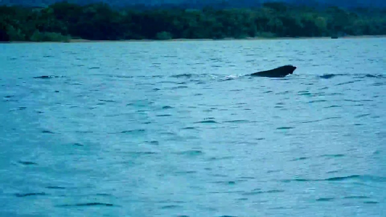Golfo Dulce Kayaking Whales watching