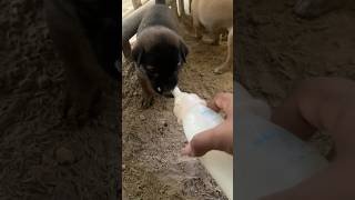 Puppies 🐶 #puppyfood #cute