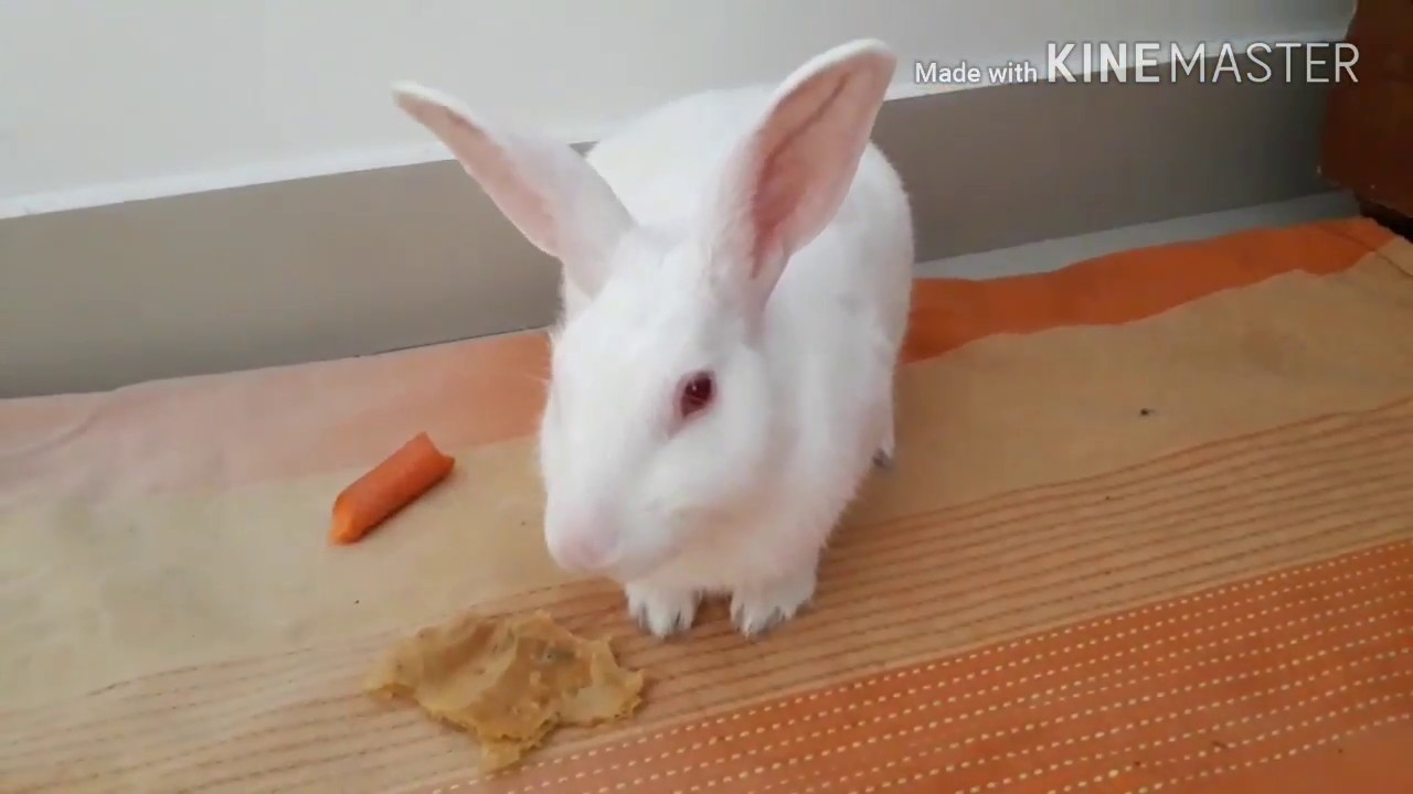 cute activity of my rabbit