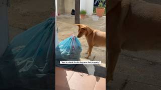 A Day In The Life Of Roo