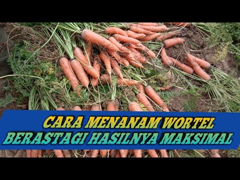 cara menanam wortel berastagi 