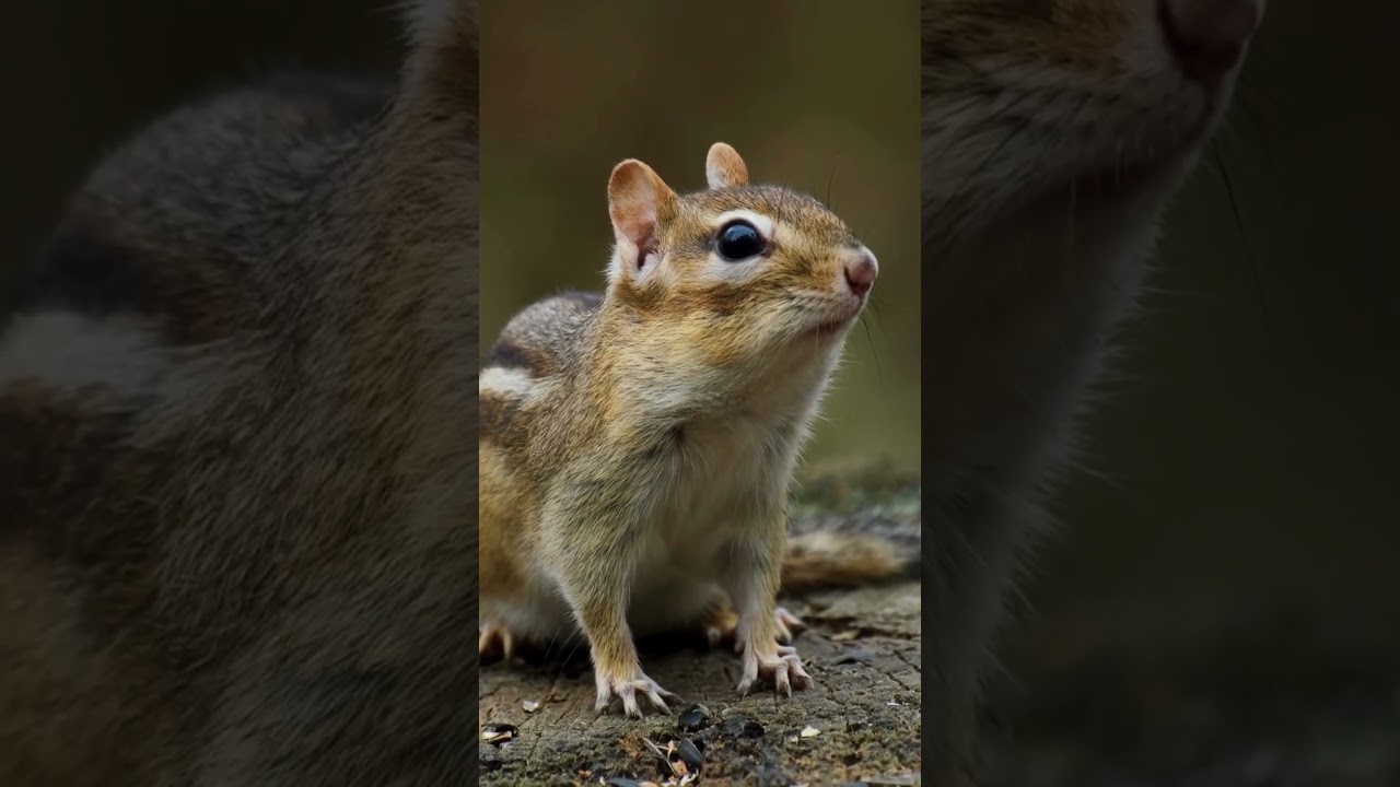 5 facts about squirrels