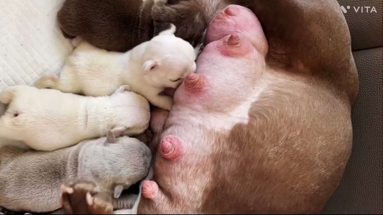 puppies drinking milk from mom
