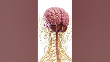 🧠 Explore the Complex Anatomy of the Brain 🧠 #anatomy