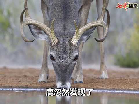 7 鹿角和鹿腿 三年级下册 语文部编版人教版 朗读