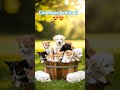 #DreamScreenAI#kitten #puppies