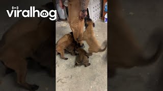 Vicious Pack Of Velocipuppers || ViralHog