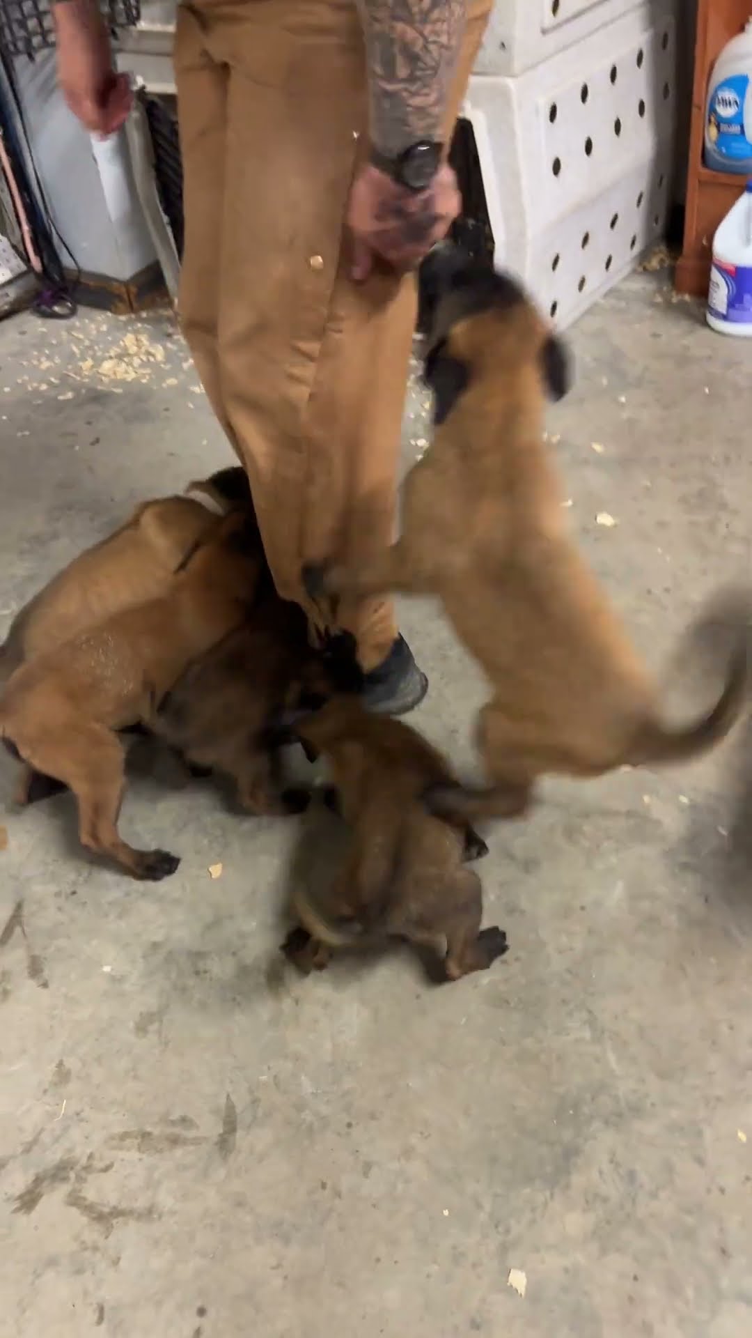 Vicious Pack Of Velocipuppers || ViralHog