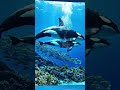 I Turned a Shipping Container Into an Underwater Orca Cabin