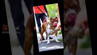 American Pitbull My Squard