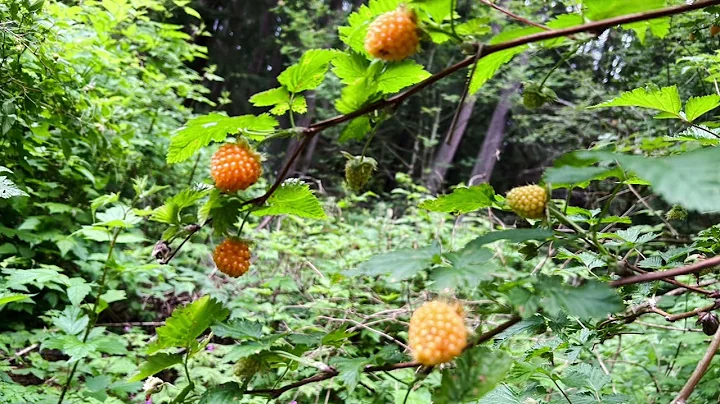 #32 Lynndale Park, Lynnwood WA