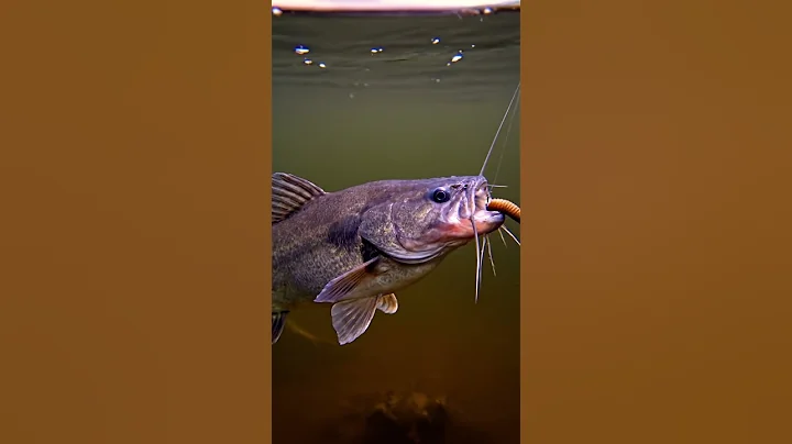 🎣 CRAZY Fish BITE! You WON'T Believe What Happened! 🤯 Bait Challenge! #fishing