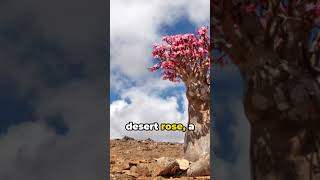 Socotra: Yemen's Hidden Gem #unrealplaces #uniqueplaces #nature #mustvisitplaces #beautiful