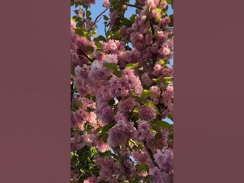 Як цвіте найзахідніша сакура України #uzhhorod #spring #travel #ужгород ...