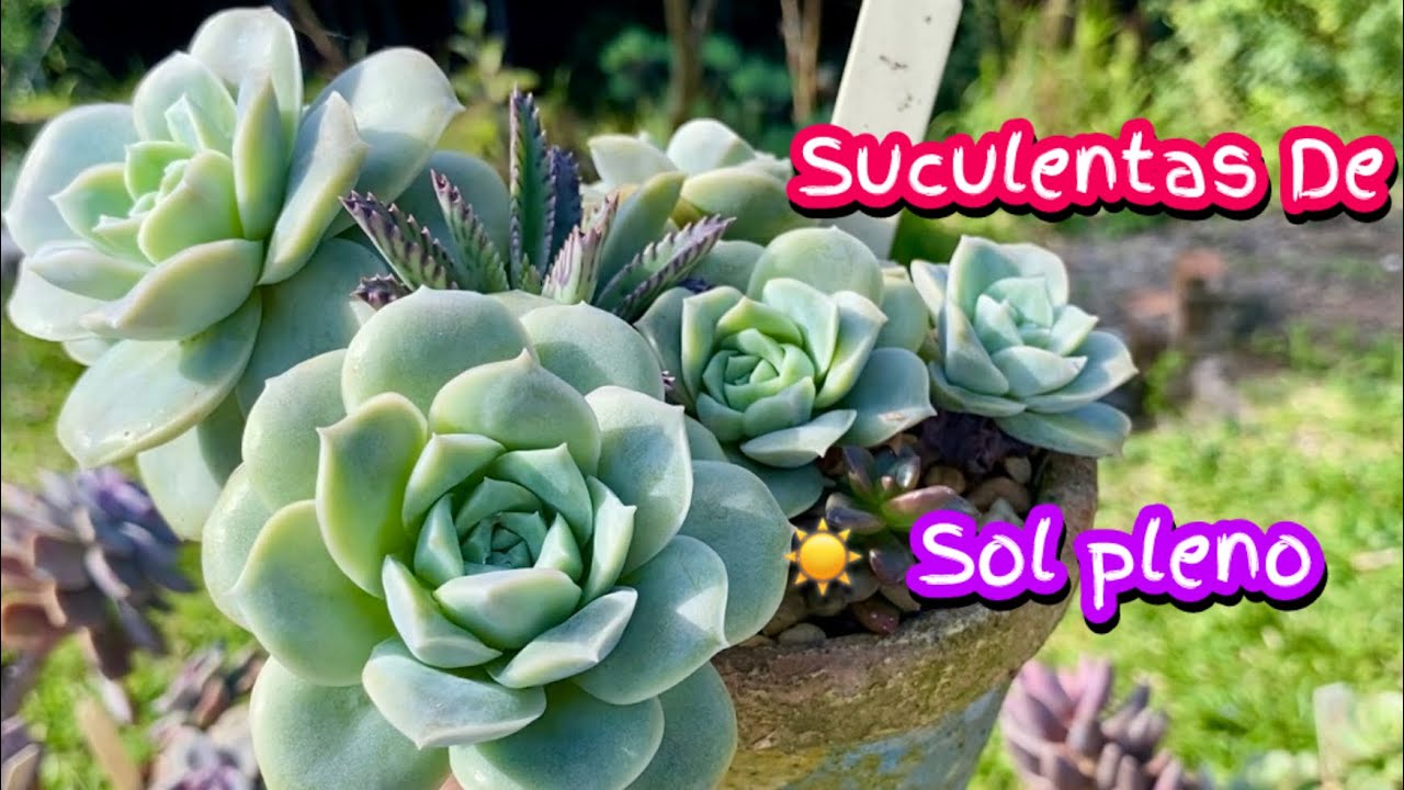 MAIS DE 20 SUCULENTAS CULTIVADAS A SOL PLENO