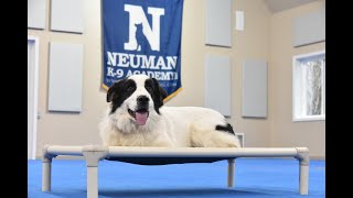 Norbert (Newfoundland / Great Pyrenees Mix) Puppy Camp Dog Training Video Demonstration